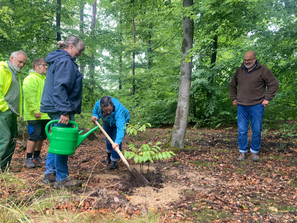 Bild von der Pflanzchallenge des DGRHH